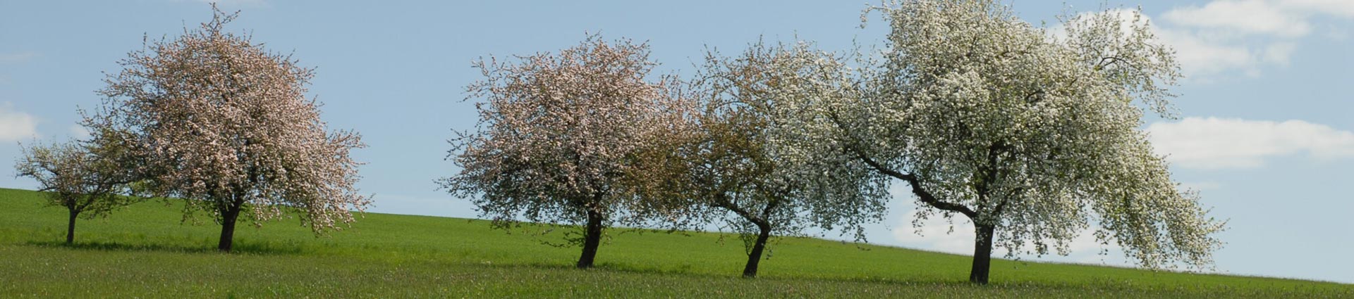 Streuobstwiese