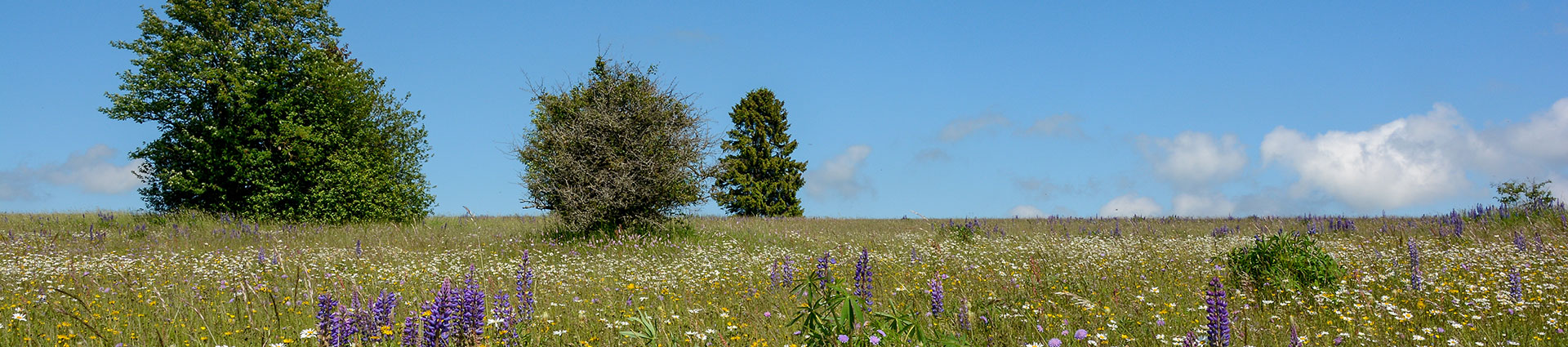 blütenreiche Wiese